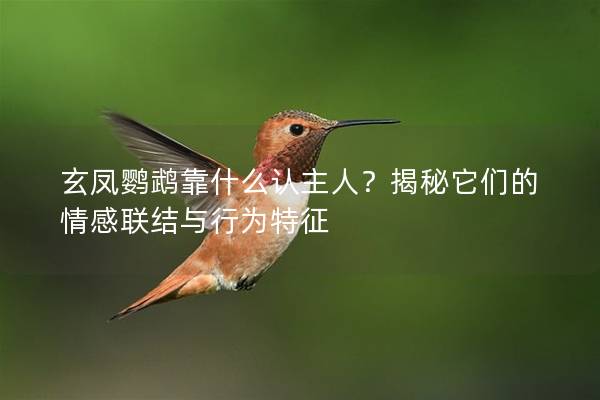 玄凤鹦鹉靠什么认主人？揭秘它们的情感联结与行为特征