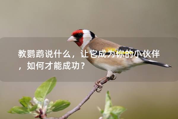 教鹦鹉说什么，让它成为你的小伙伴，如何才能成功？