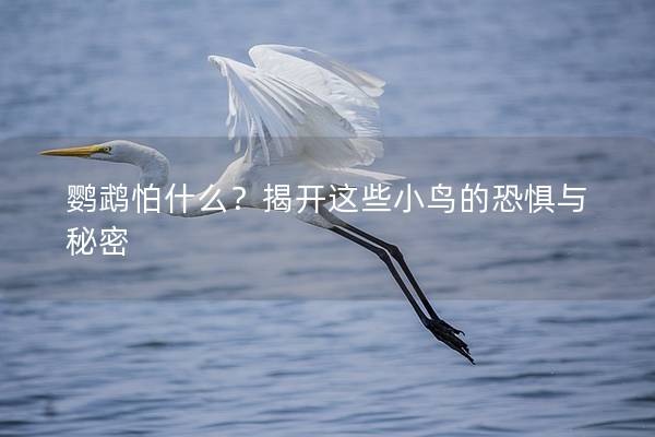 鹦鹉怕什么？揭开这些小鸟的恐惧与秘密