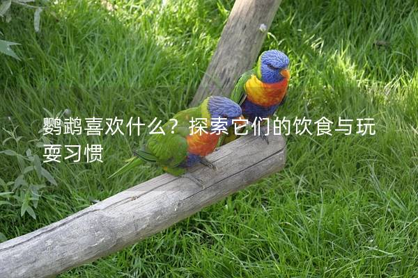 鹦鹉喜欢什么？探索它们的饮食与玩耍习惯