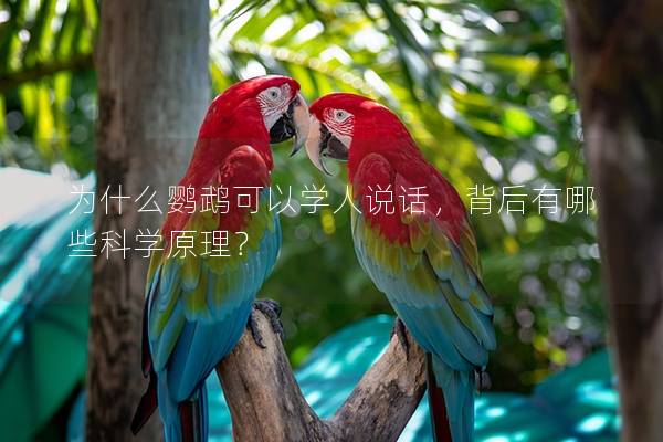 为什么鹦鹉可以学人说话，背后有哪些科学原理？