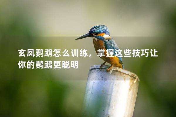 玄凤鹦鹉怎么训练，掌握这些技巧让你的鹦鹉更聪明