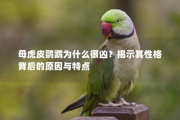 母虎皮鹦鹉为什么很凶？揭示其性格背后的原因与特点