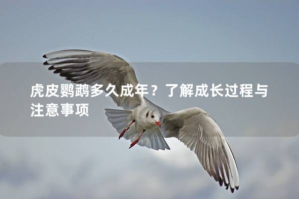 虎皮鹦鹉多久成年？了解成长过程与注意事项