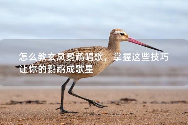 怎么教玄凤鹦鹉唱歌，掌握这些技巧让你的鹦鹉成歌星