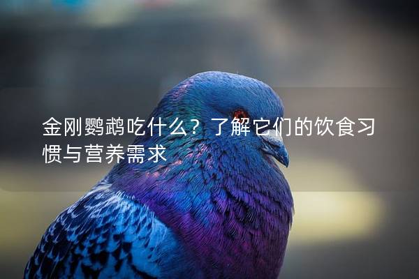 金刚鹦鹉吃什么？了解它们的饮食习惯与营养需求
