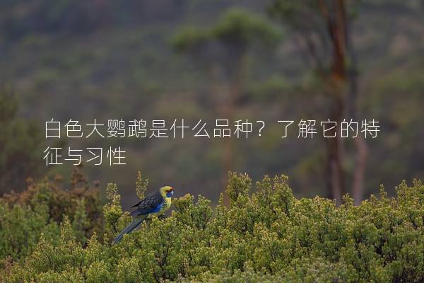 白色大鹦鹉是什么品种？了解它的特征与习性
