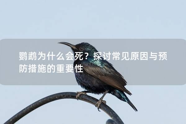 鹦鹉为什么会死？探讨常见原因与预防措施的重要性