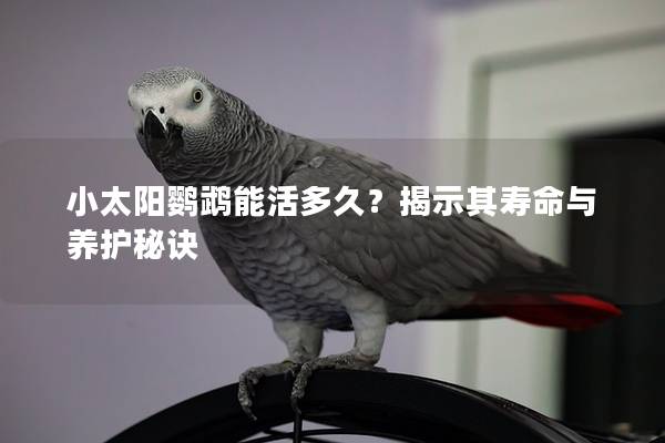小太阳鹦鹉能活多久？揭示其寿命与养护秘诀