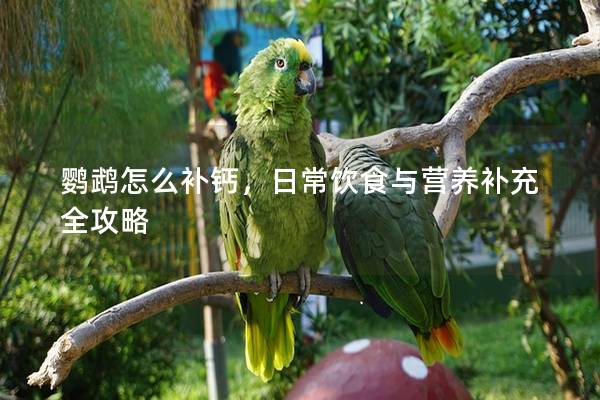 鹦鹉怎么补钙，日常饮食与营养补充全攻略