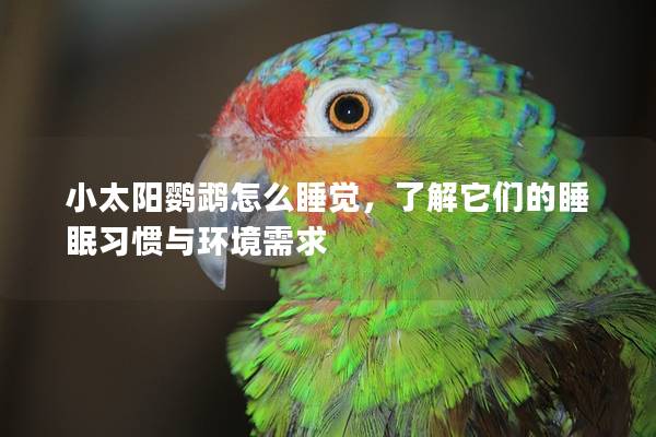 小太阳鹦鹉怎么睡觉，了解它们的睡眠习惯与环境需求