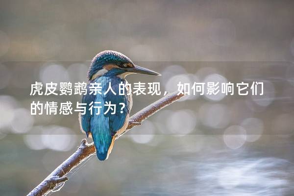 虎皮鹦鹉亲人的表现，如何影响它们的情感与行为？