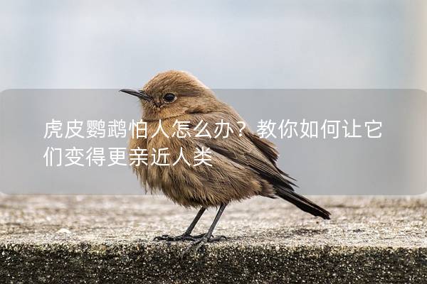 虎皮鹦鹉怕人怎么办？教你如何让它们变得更亲近人类