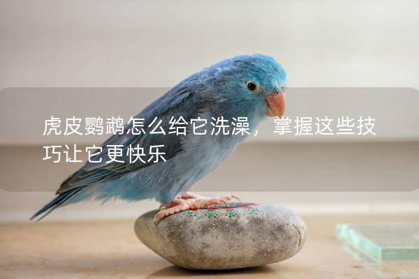 虎皮鹦鹉怎么给它洗澡，掌握这些技巧让它更快乐
