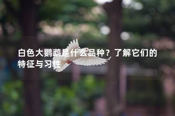 白色大鹦鹉是什么品种？了解它们的特征与习性