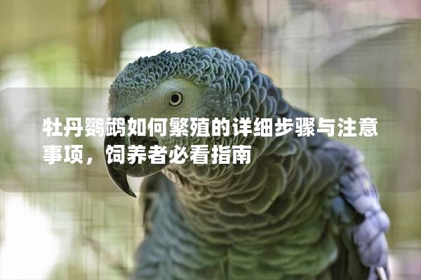 牡丹鹦鹉如何繁殖的详细步骤与注意事项，饲养者必看指南