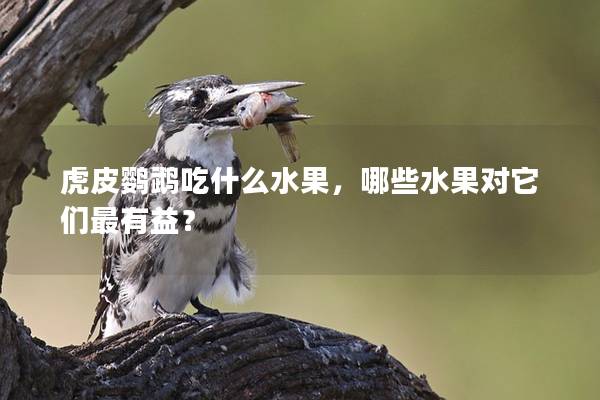 虎皮鹦鹉吃什么水果，哪些水果对它们最有益？
