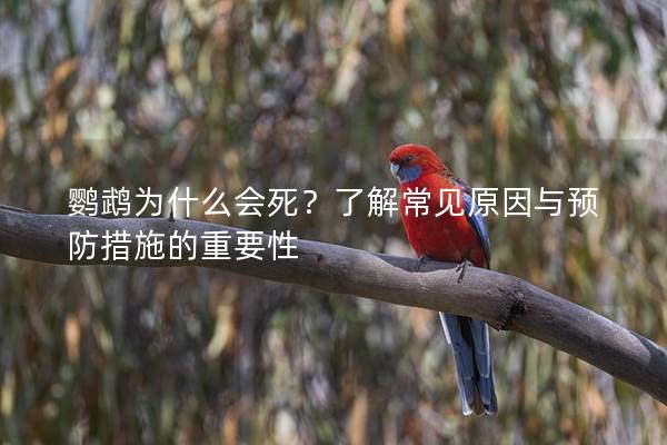 鹦鹉为什么会死？了解常见原因与预防措施的重要性