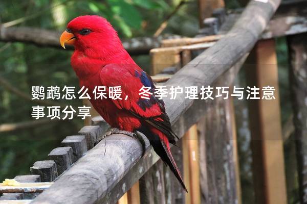 鹦鹉怎么保暖，冬季护理技巧与注意事项分享