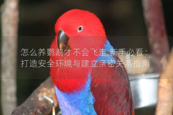 怎么养鹦鹉才不会飞走,新手必看：打造安全环境与建立亲密关系指南