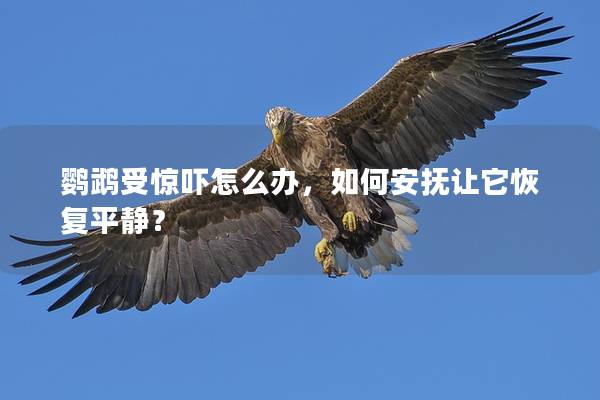 鹦鹉受惊吓怎么办，如何安抚让它恢复平静？