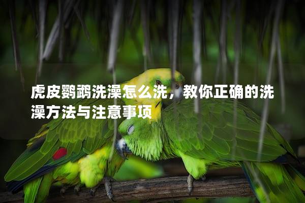 虎皮鹦鹉洗澡怎么洗，教你正确的洗澡方法与注意事项