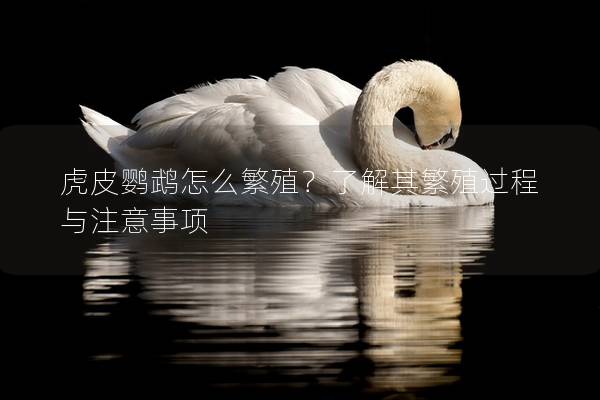 虎皮鹦鹉怎么繁殖？了解其繁殖过程与注意事项