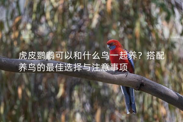 虎皮鹦鹉可以和什么鸟一起养？搭配养鸟的最佳选择与注意事项