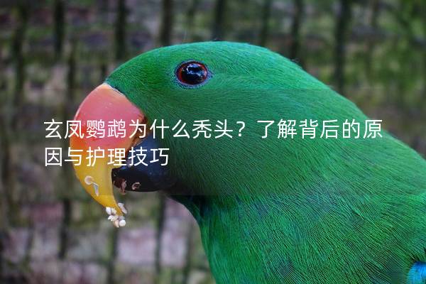 玄凤鹦鹉为什么秃头？了解背后的原因与护理技巧