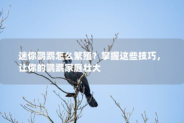 迷你鹦鹉怎么繁殖？掌握这些技巧，让你的鹦鹉家庭壮大