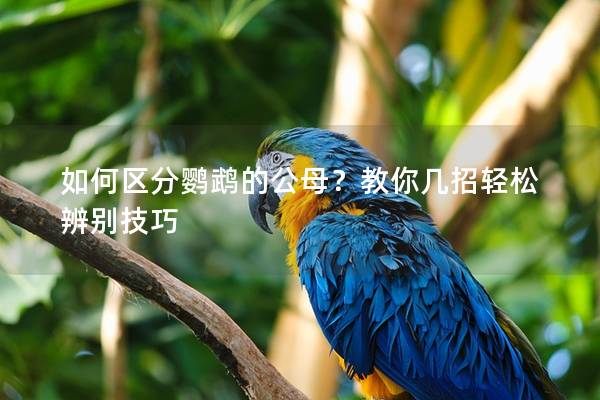 如何区分鹦鹉的公母？教你几招轻松辨别技巧