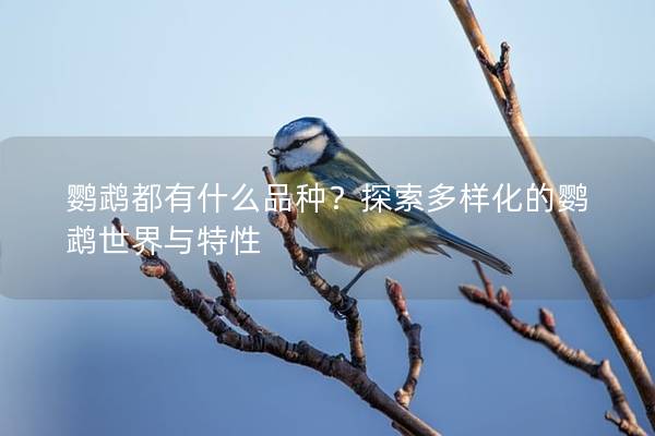 鹦鹉都有什么品种？探索多样化的鹦鹉世界与特性