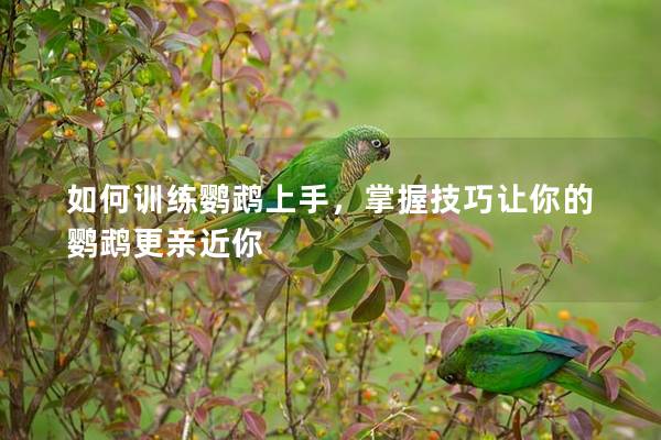 如何训练鹦鹉上手，掌握技巧让你的鹦鹉更亲近你