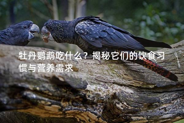 牡丹鹦鹉吃什么？揭秘它们的饮食习惯与营养需求