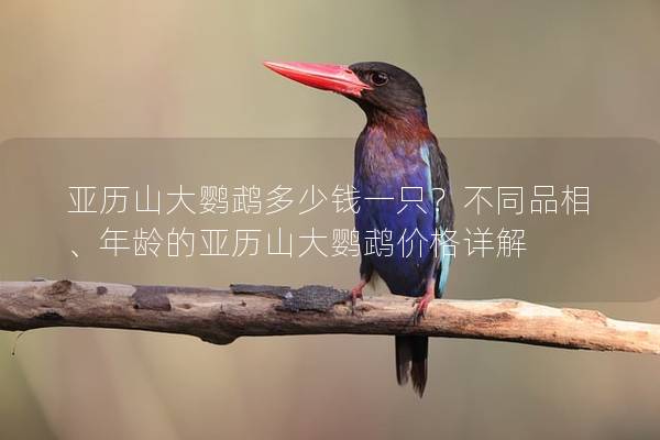 亚历山大鹦鹉多少钱一只？不同品相、年龄的亚历山大鹦鹉价格详解