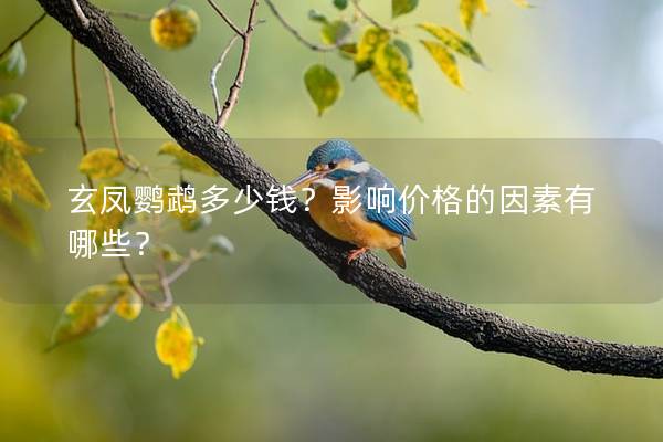 玄凤鹦鹉多少钱？影响价格的因素有哪些？