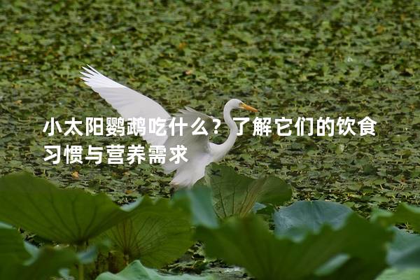 小太阳鹦鹉吃什么？了解它们的饮食习惯与营养需求