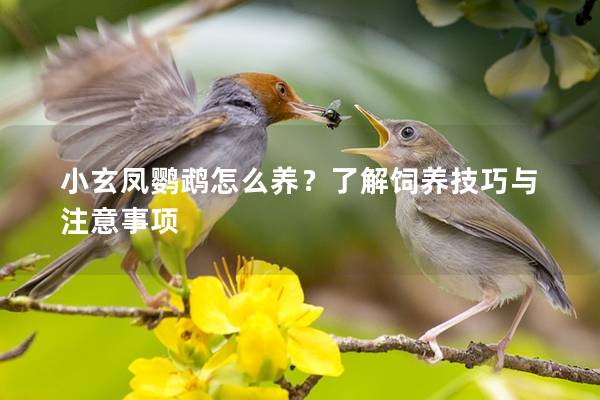小玄凤鹦鹉怎么养？了解饲养技巧与注意事项