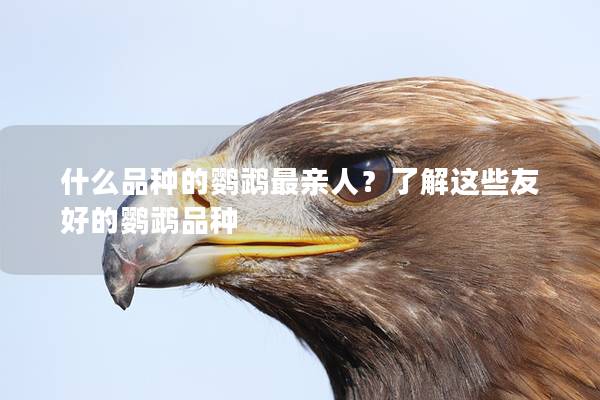 什么品种的鹦鹉最亲人？了解这些友好的鹦鹉品种