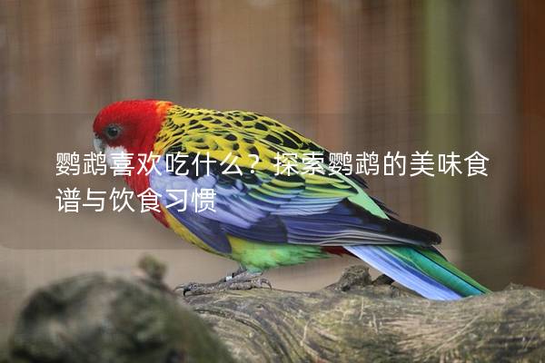 鹦鹉喜欢吃什么？探索鹦鹉的美味食谱与饮食习惯