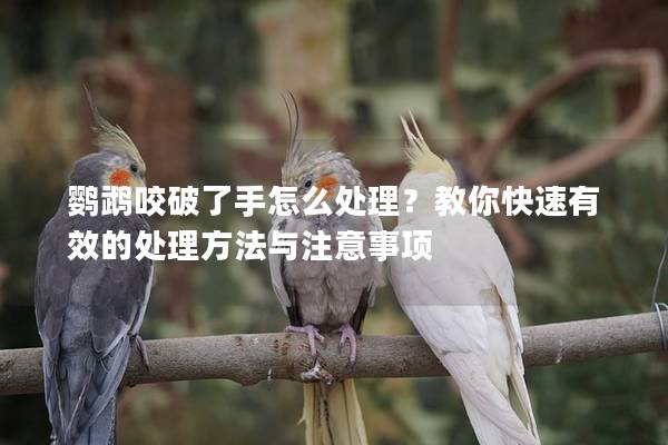 鹦鹉咬破了手怎么处理？教你快速有效的处理方法与注意事项