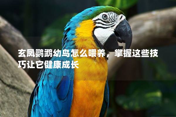 玄凤鹦鹉幼鸟怎么喂养，掌握这些技巧让它健康成长