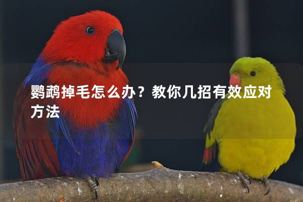 鹦鹉掉毛怎么办？教你几招有效应对方法