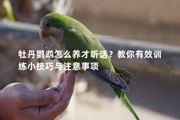 牡丹鹦鹉怎么养才听话？教你有效训练小技巧与注意事项