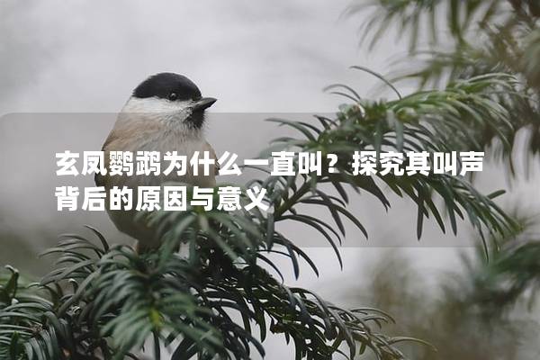 玄凤鹦鹉为什么一直叫？探究其叫声背后的原因与意义