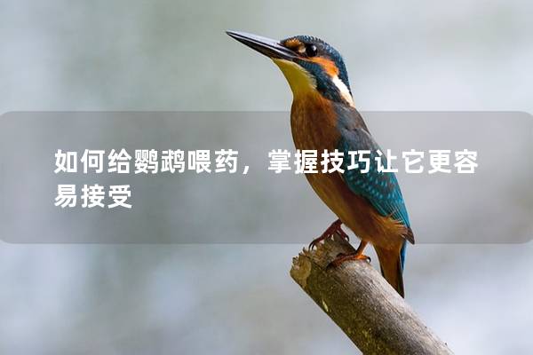 如何给鹦鹉喂药，掌握技巧让它更容易接受