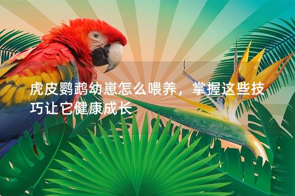虎皮鹦鹉幼崽怎么喂养，掌握这些技巧让它健康成长
