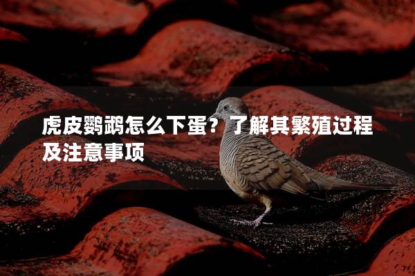 虎皮鹦鹉怎么下蛋？了解其繁殖过程及注意事项