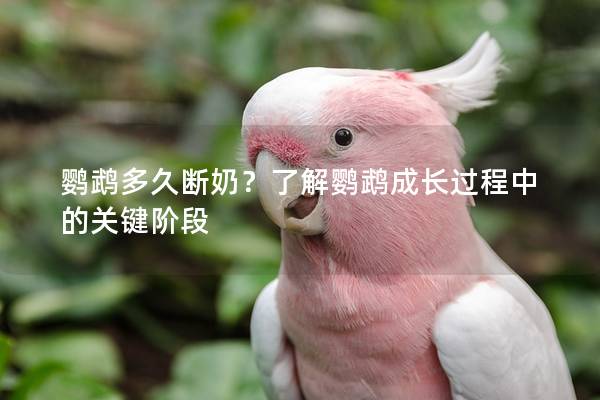 鹦鹉多久断奶？了解鹦鹉成长过程中的关键阶段
