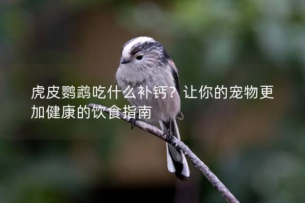 虎皮鹦鹉吃什么补钙？让你的宠物更加健康的饮食指南